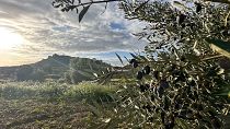 The village of Oliete has been revived thanks to its olive oil and digital nomads