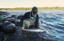 Hooked on salmon: EU-backed efforts to protect Sweden's threatened wild species 