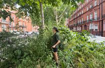 A micro-forest planted by urban biodiversity charity Sugi in Chelsea, London