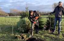 Farm owner Pieter De Wit, left, digs a hole for a Christmas tree as it is replanted in his field at the Paard and Bloem Farm in Oppuurs, Belgium, Saturday, Jan. 7, 2023.