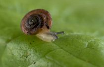 FILE - A Desertas Island land snail walks across a leaf at Chester Zoo in the UK
