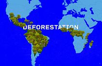 EU DECODED: Deforestation law’s trade-offs under negotiation