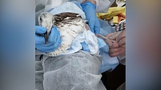A rescuer collects a bird full of tar to take it to a care centre in the Krasnodar region of Russia, 25.12.2024