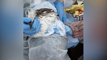 A rescuer collects a bird full of tar to take it to a care centre in the Krasnodar region of Russia, 25.12.2024