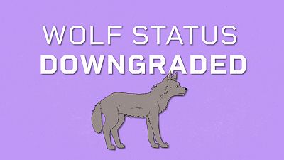 EU DECODED: How and why is EU downgrading protection status of wolves?