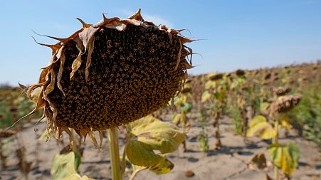 Wilted sunflowers in a field near the town of Becej, Serbia,