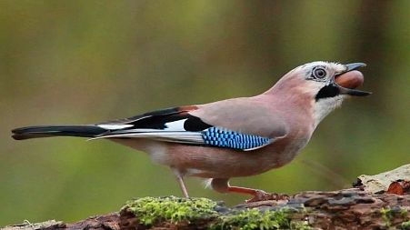 A jay bird with an acorn