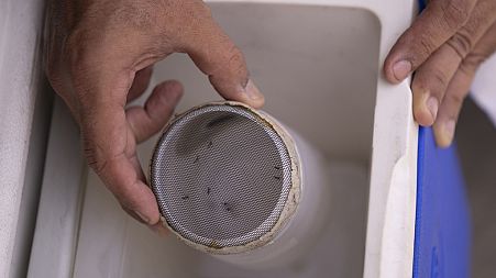 Mosquitoes are kept in a container for lab analysis in Brazil in February 2024.